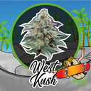 West Kush Auto 4 Semillas Delirium Seeds
