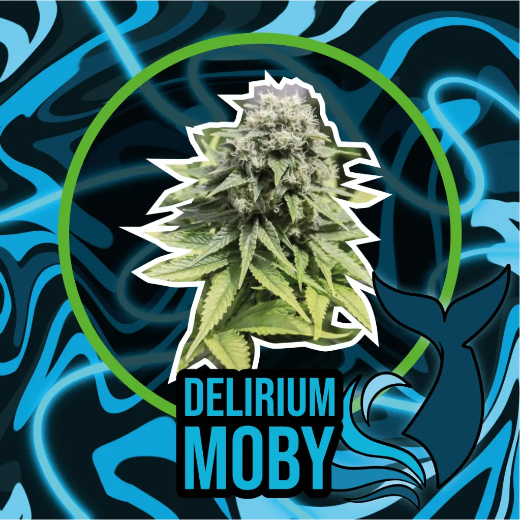 DLR Moby XL Fem 4 Semillas Delirium Seeds