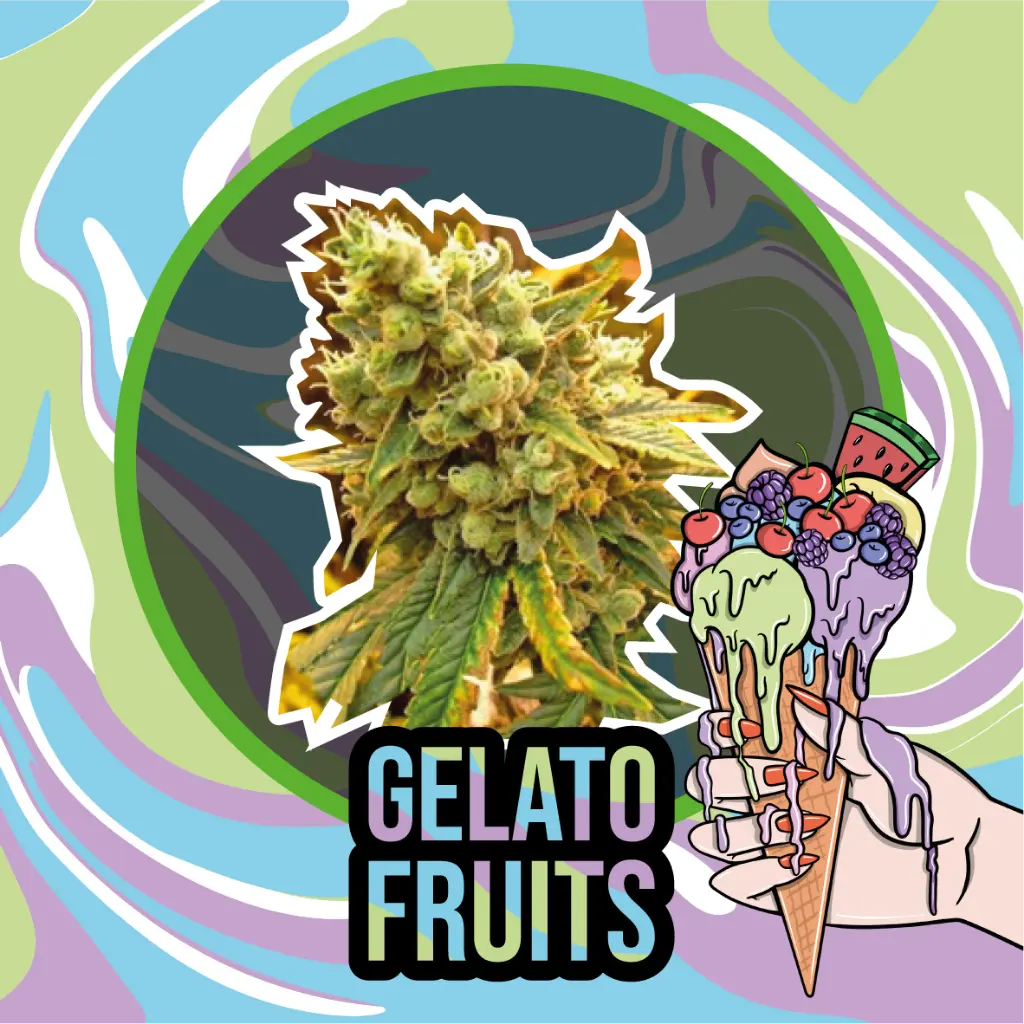 Gelato Fruits Fem 4 Semillas Delirium Seeds