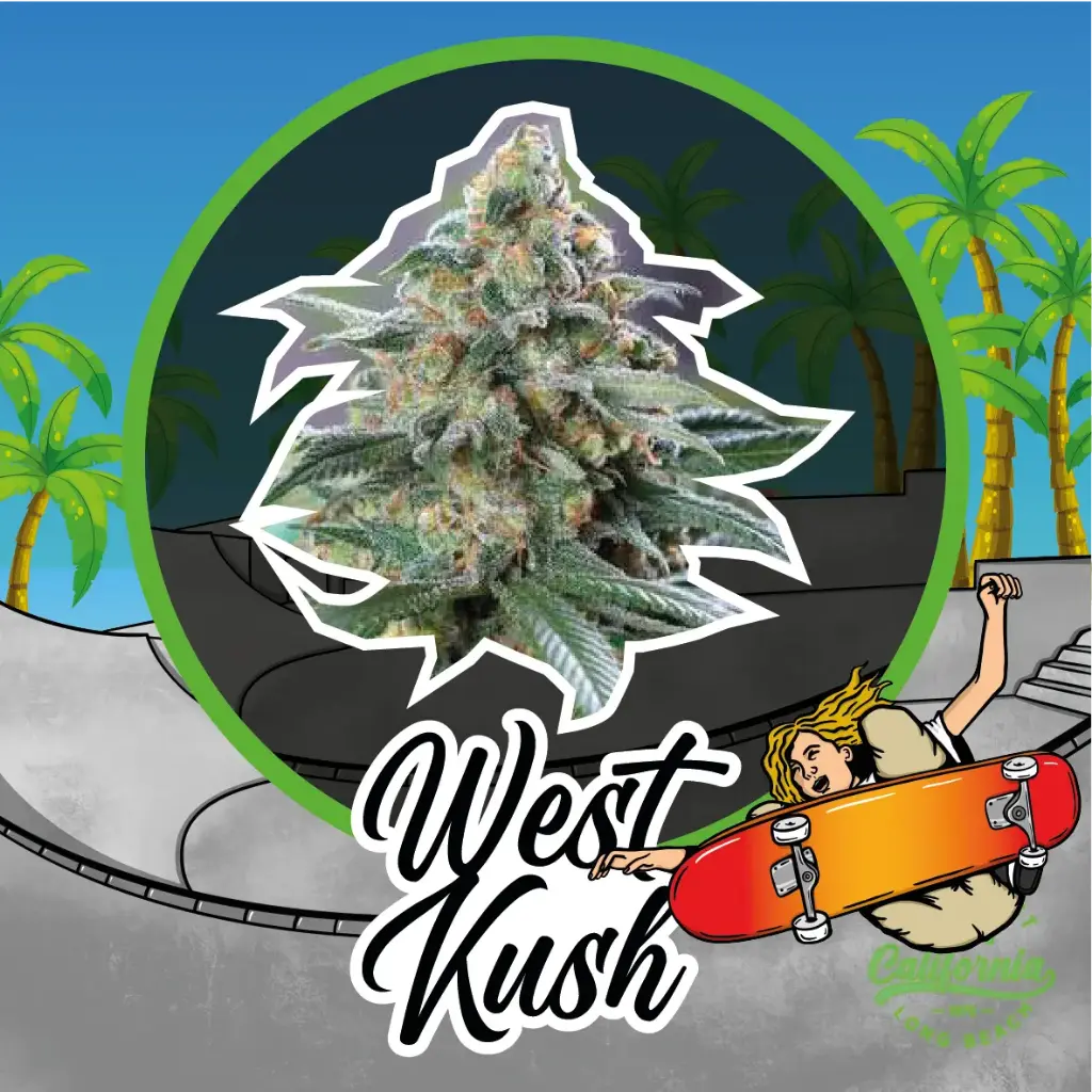 West Kush Fem 4 Semillas Delirium Seeds