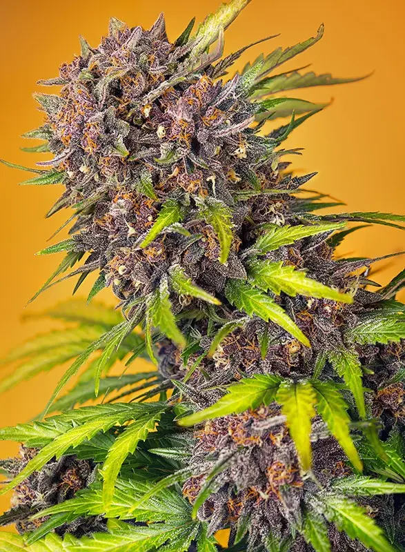 Diablo Rojo XL Auto 3+1 Semillas Sweet Seeds