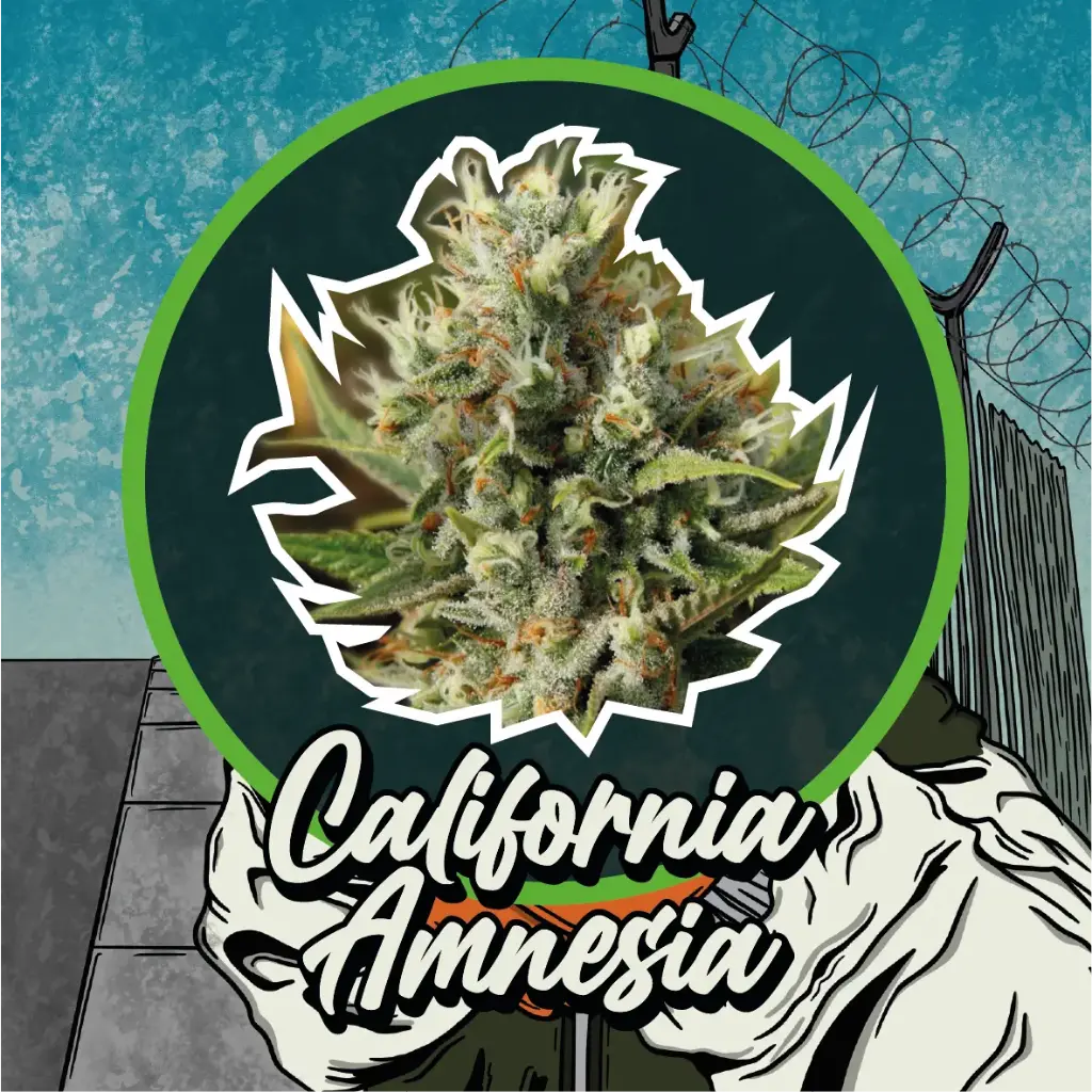 California Amnesia Fem Fast Version 1 Semillas Delirium Seeds