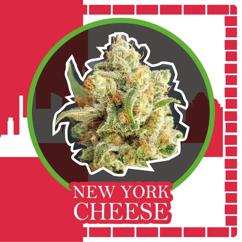 New York Cheese Fem Fast Version 1 Semillas Delirium Seeds