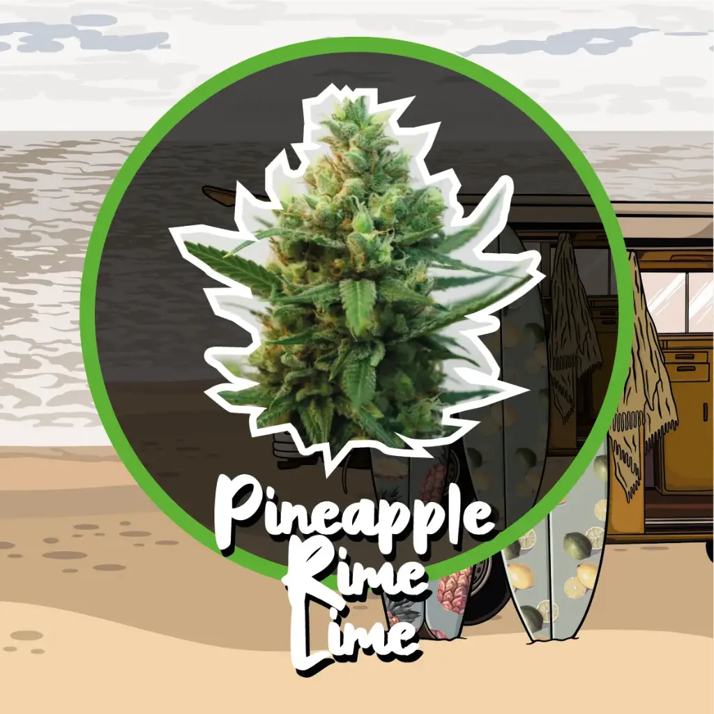 Pineapple Rime Lime Fem Fast Version 1 Semillas Delirium Seeds