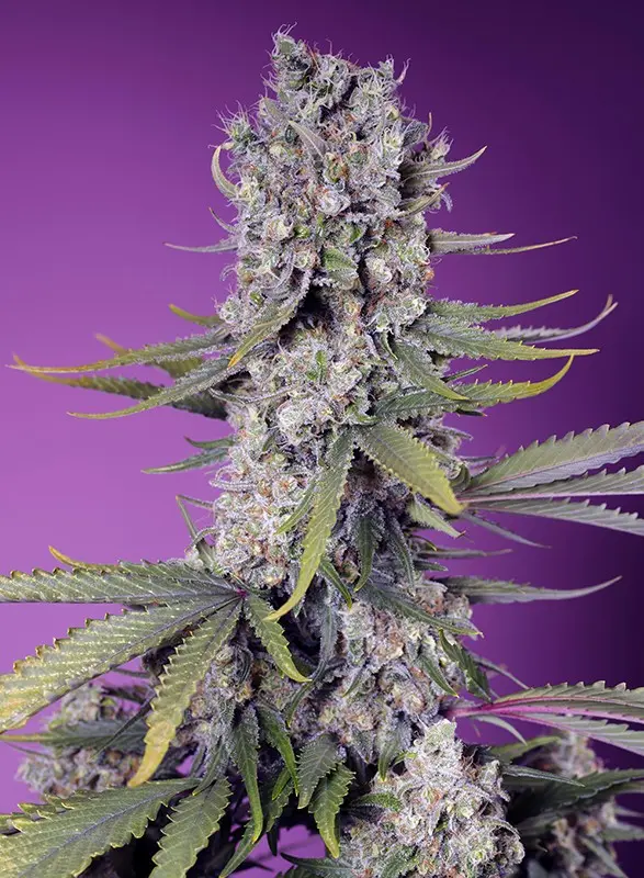 Papaya Zoap Fast Version Fem 3+1 Semillas Sweet Seeds