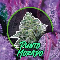 Punto Morado Fem Fast Version 4 Semillas Delirium Seeds