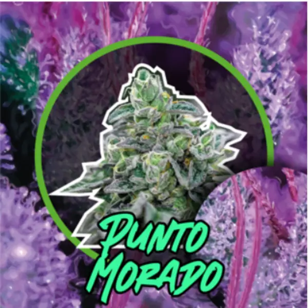Punto Morado Fem Fast Version 1 Semillas Delirium Seeds
