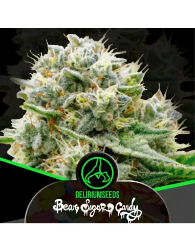 Bear Sugar Candy Fem Fast Version 1 Semillas Delirium Seeds