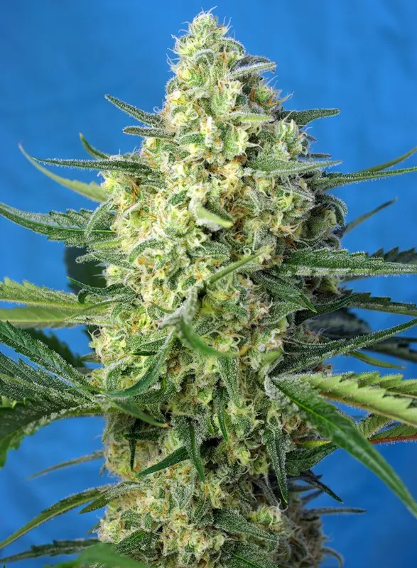 Jack 47 XL Auto 3+1 Semillas Sweet Seeds