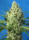 Jack 47 XL Auto 3+1 Semillas Sweet Seeds
