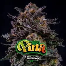 Gorilla Piña Fem 4 Semillas BSF Seeds
