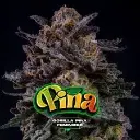 Gorilla Piña Fem 4 Semillas BSF Seeds