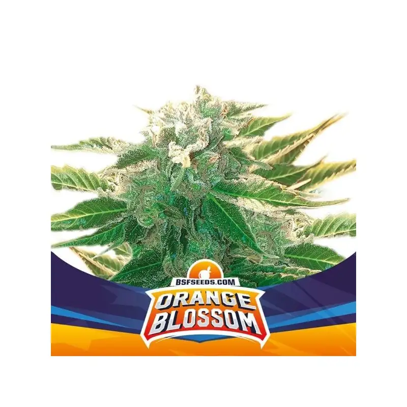 Orange Blossom Auto 4 Semillas BSF Seeds