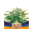 Orange Blossom Auto 4 Semillas BSF Seeds
