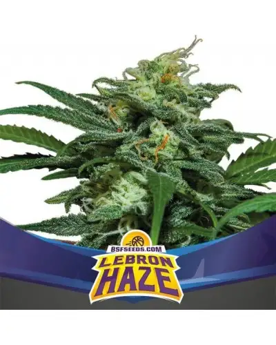 Lebron Haze XXL Auto 4 Semillas BSF Seeds