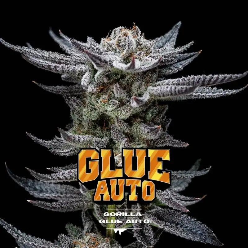 Gorilla Glue Auto 2 Semillas BSF Seeds