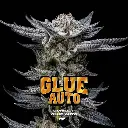 Gorilla Glue Auto 2 Semillas BSF Seeds