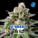 G Mint Fem 2 Semillas BSF Seeds