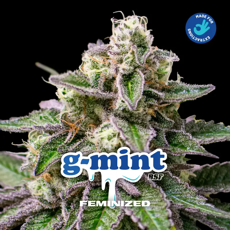 G Mint Fem 4 Semillas BSF Seeds