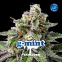 G Mint Fem 4 Semillas BSF Seeds