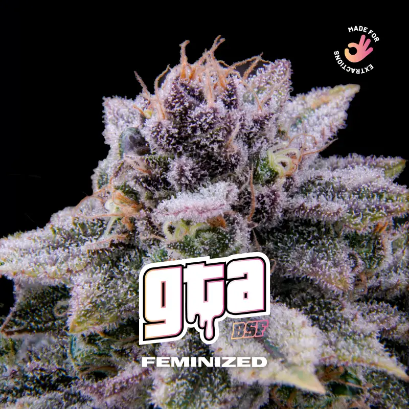 GTA Fem 4 Semillas BSF Seeds