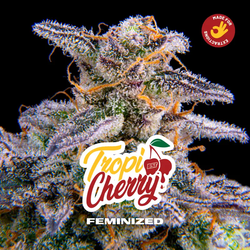Tropi Cherry Fem 4 Semillas BSF Seeds