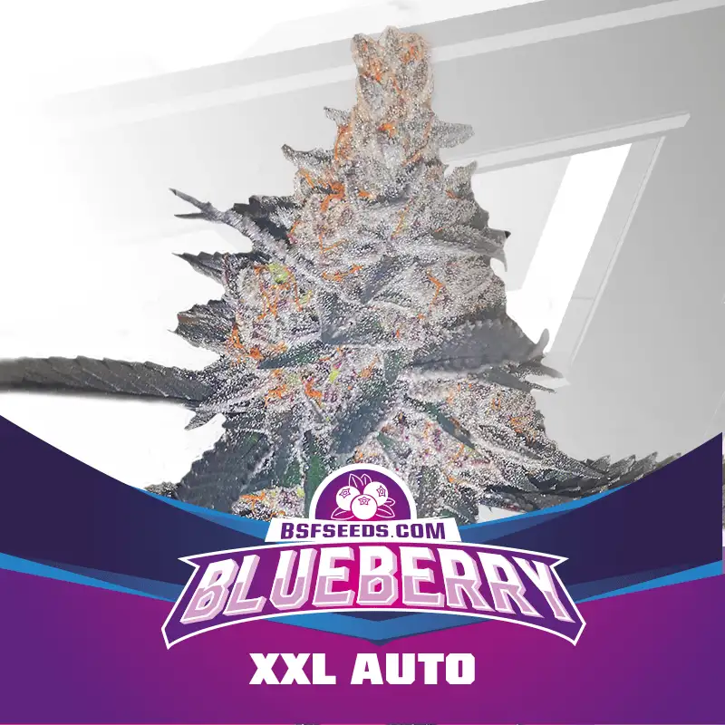 Blueberry XXL Auto 4 Semillas BSF Seeds