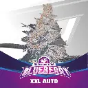 Blueberry XXL Auto 4 Semillas BSF Seeds