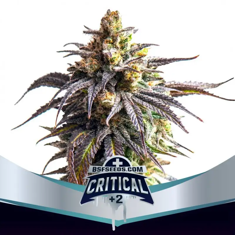 Critical +2 XXL Auto 4 Semillas BSF Seeds