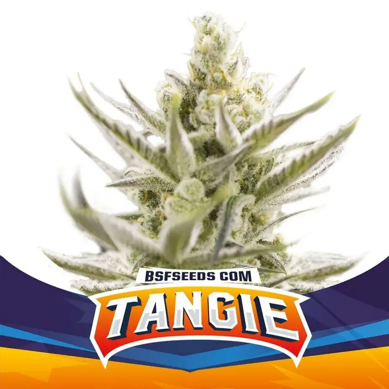 Tangie XXL Auto 4 Semillas BSF Seeds