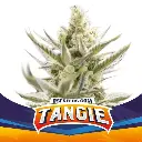 Tangie XXL Auto 4 Semillas BSF Seeds