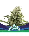 Moby Dick XXL Auto 4 Semillas BSF Seeds