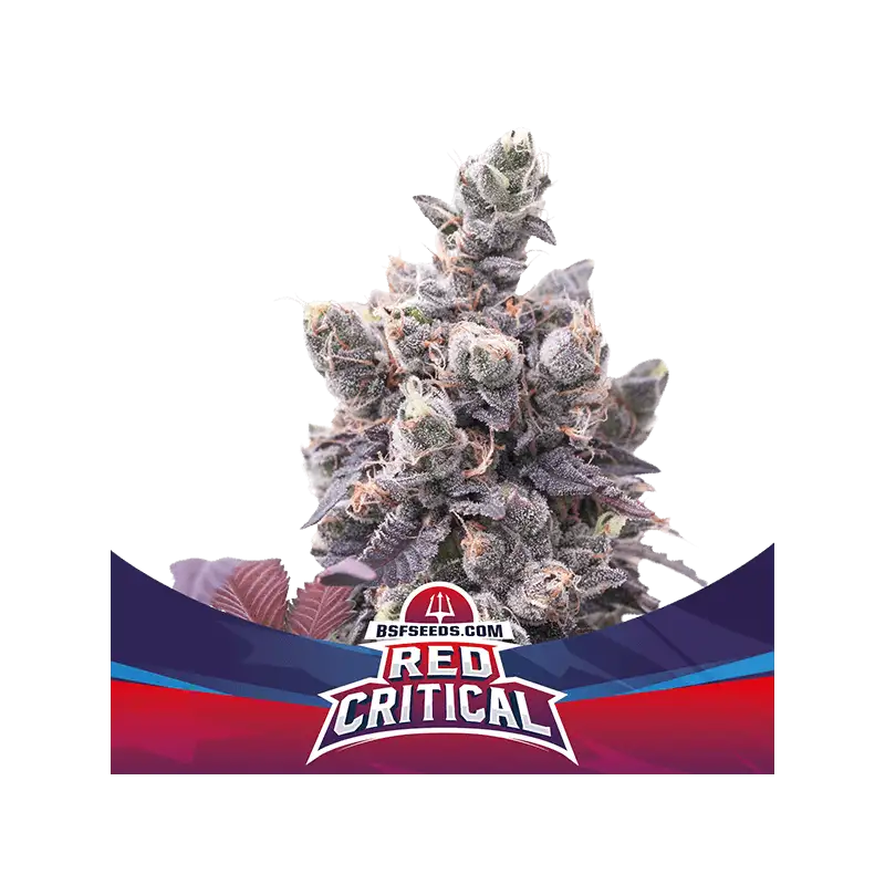 Red Critical Auto 4 Semillas BSF Seeds
