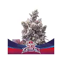 Red Critical Auto 4 Semillas BSF Seeds