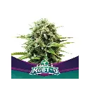 Moby-D Fem 4 Semillas BSF Seeds