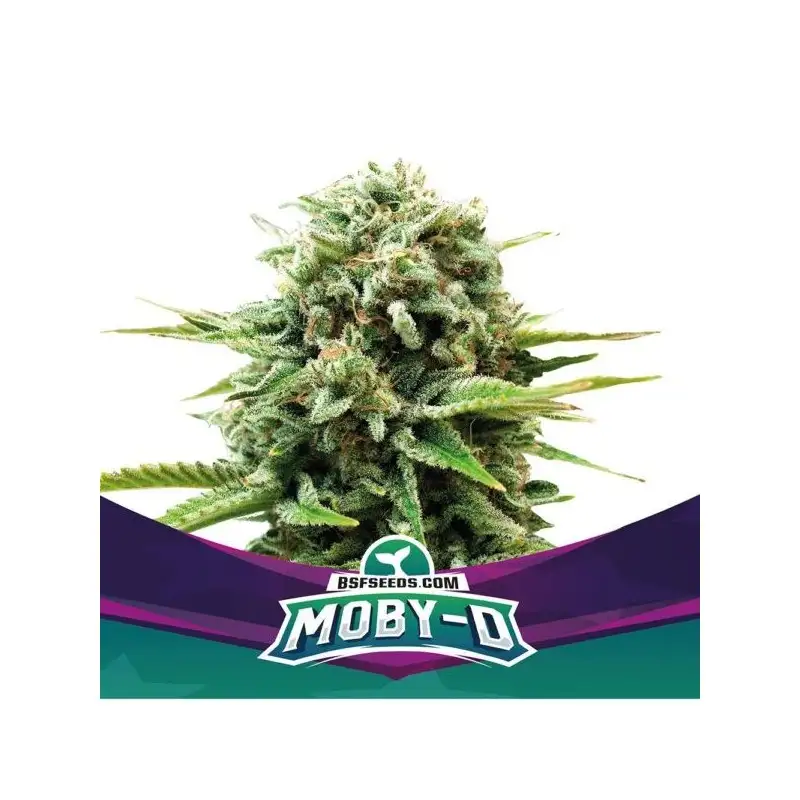 Moby-D Fem 2 Semillas BSF Seeds