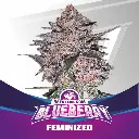 Blueberry Fem 4 Semillas BSF Seeds