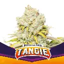 Tangie Fem 2 Semillas BSF Seeds
