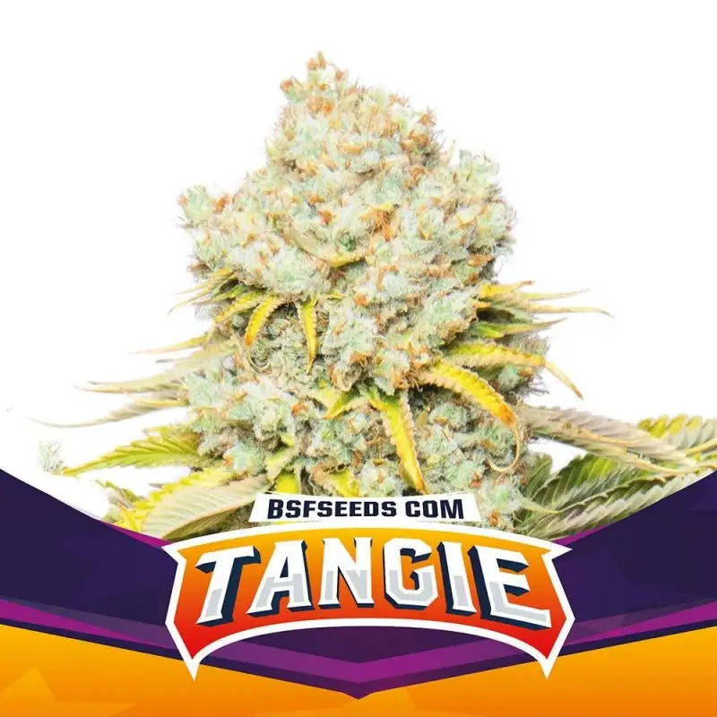 Tangie Fem 4 Semillas BSF Seeds