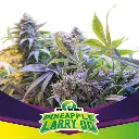Pineapple Larry OG Fem 2 Semillas BSF Seeds
