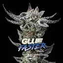 Gorilla Glue #4 Faster Fem 4 Semillas BSF Seeds