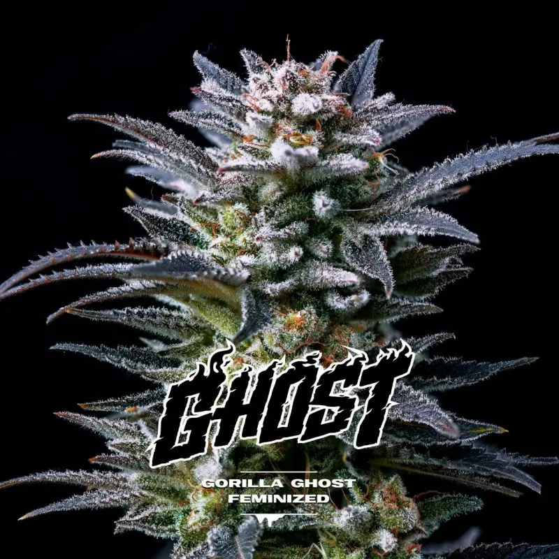 Gorilla Ghost Fem 4 Semillas BSF Seeds