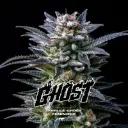 Gorilla Ghost Fem 4 Semillas BSF Seeds