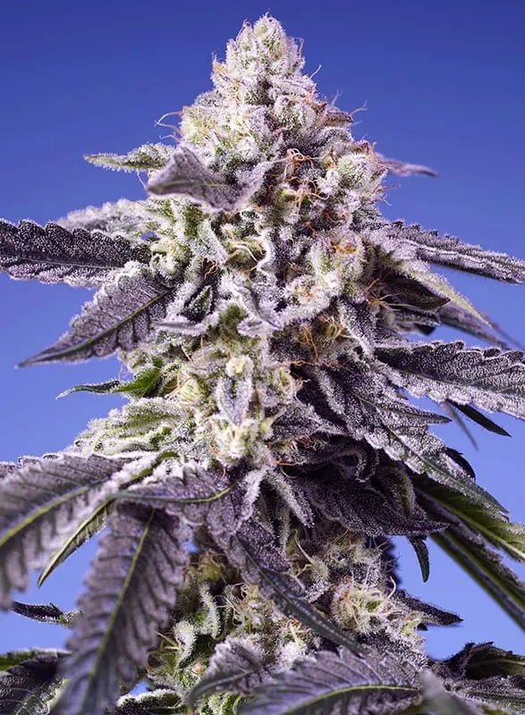 Permanent Jealously XL Auto 3+1 Semillas Sweet Seeds