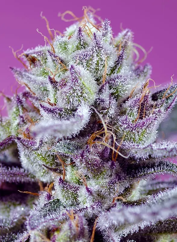 Diablos Delight XL Auto 3+1 Semillas Sweet Seeds