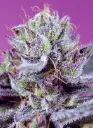 Diablos Delight XL Auto 3+1 Semillas Sweet Seeds