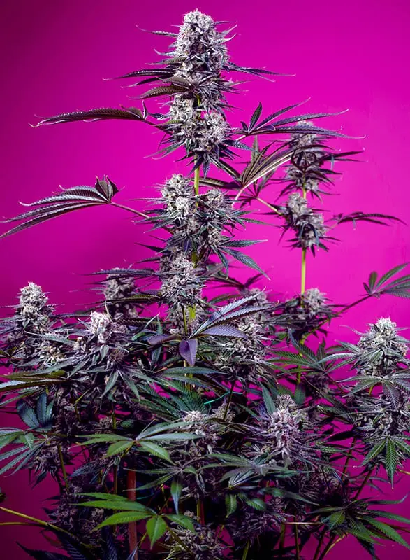 Studio 54 Stardust Auto 3+1 Sweet Seeds