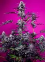 Studio 54 Stardust Auto 3+1 Sweet Seeds