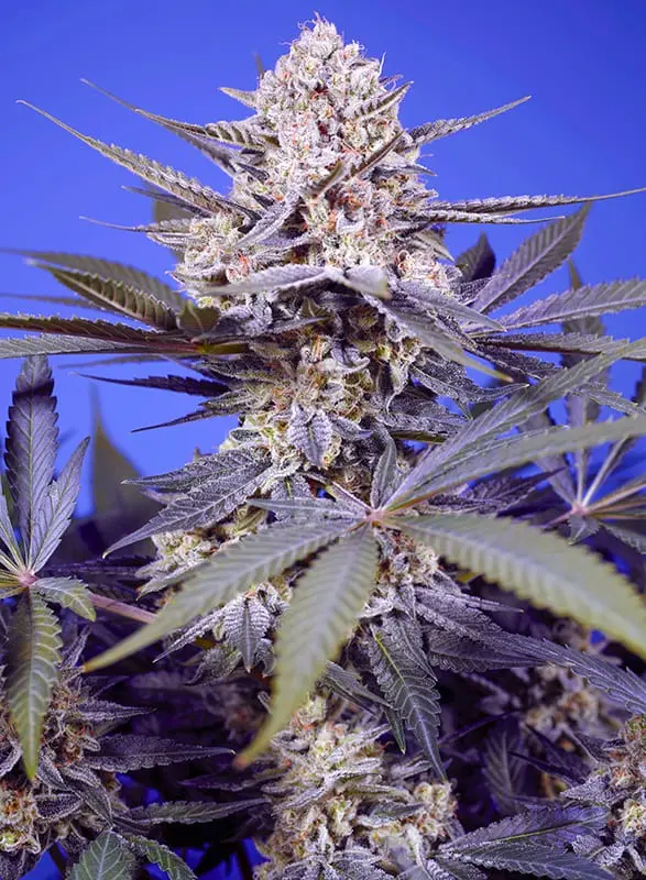 Pineapple Slush XL Auto 3+1 Sweet Seeds