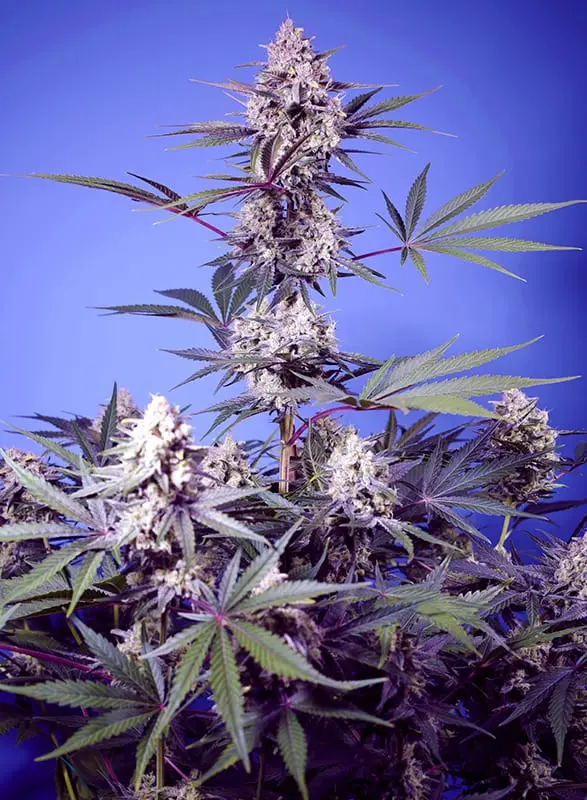 Mental Rainbow F1 Fast Version 3+1 Semillas Sweet Seeds